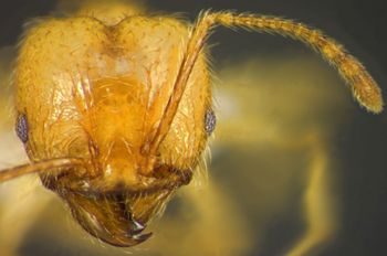 Media type: image;   Entomology 34278 Aspect: head frontal view